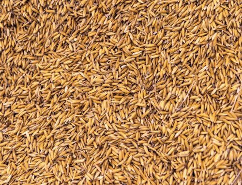 Healthier Choices, Happier Lives: The Benefits of Organic and Brown Rice in Pakistan
