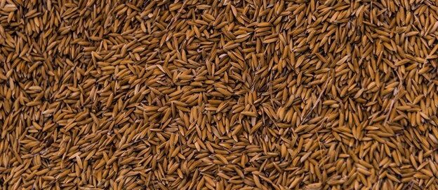 brown rice in Pakistan