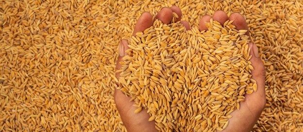 export quality rice in Pakistan